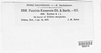 Puccinia kansensis image